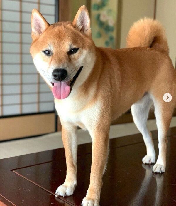 笑顔のさくちゃん