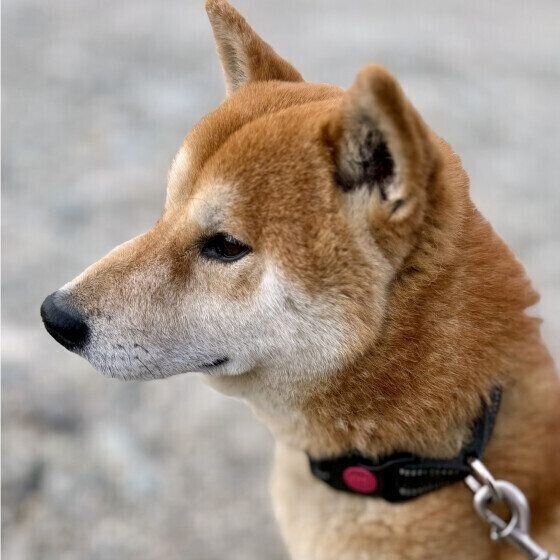 柴の三太郎くん