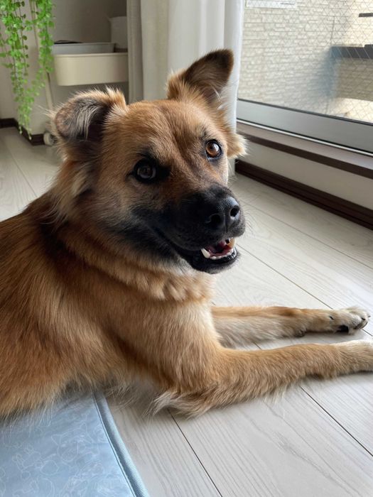 お散歩前の犬
