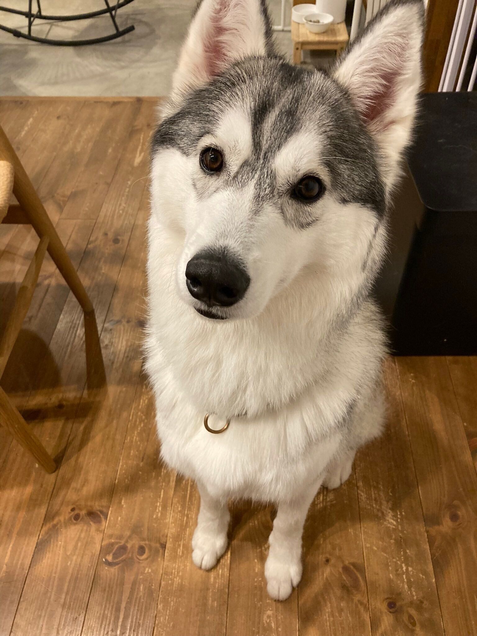 見つめる硯くん