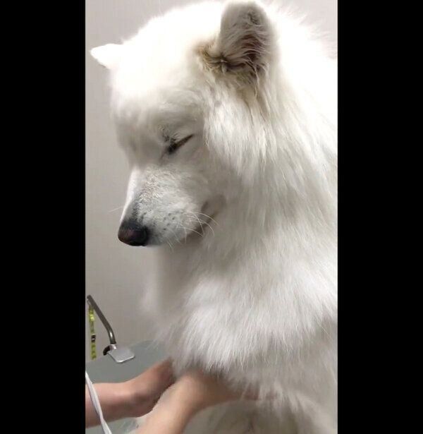 ドライヤー中に寝てしまいそうなサモちゃん