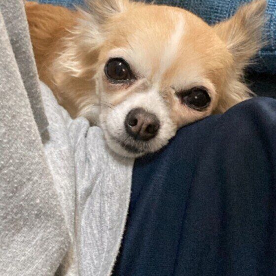 チワワのもなこちゃん♪