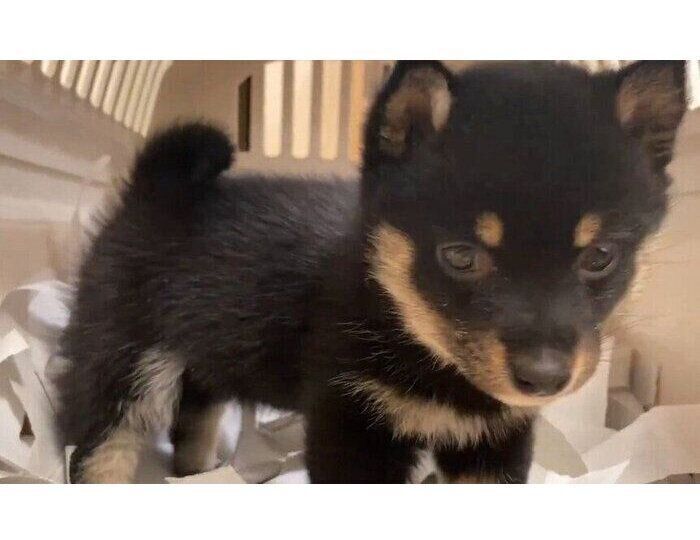 お迎え初日のごまちゃん