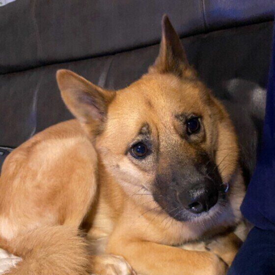 ママの後ろに隠れる茶豆ちゃん