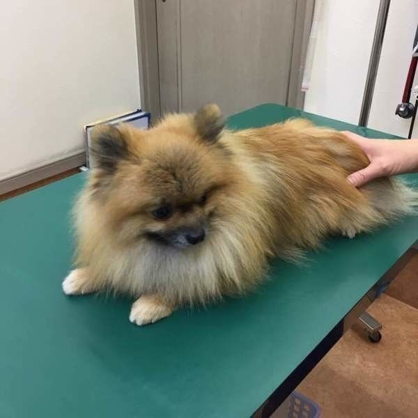 診察を受ける犬