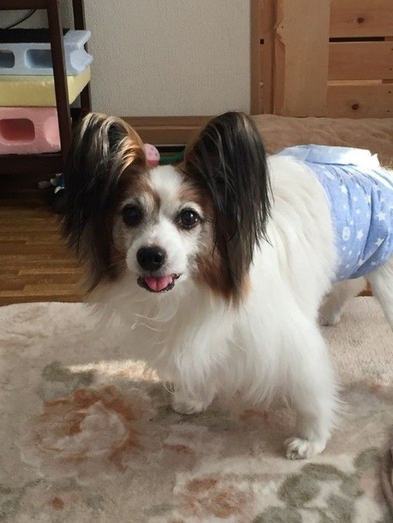 オムツをはく16才になるパピヨン