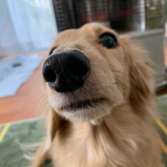 愛犬がストーブの前から離れない これって大丈夫 いぬのきもちweb Magazine