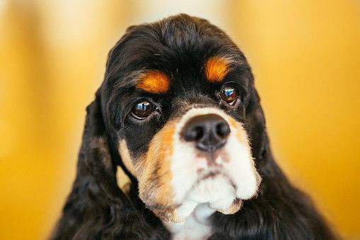 アメリカンコッカースパニエル アメリカン・コッカースパニエルの子犬（オス♂） 大分店