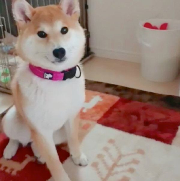 「待て」をする柴犬