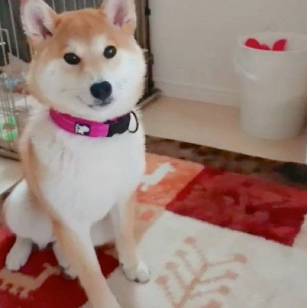 待て いいよ を言うと まさかの反応をする柴犬にキュン いぬのきもちweb Magazine 待て いいよ を言うと まさかの反応をする柴犬にキュン いぬのきもちweb Magazine