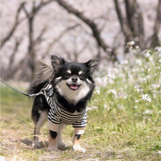 チワワのチャコくん