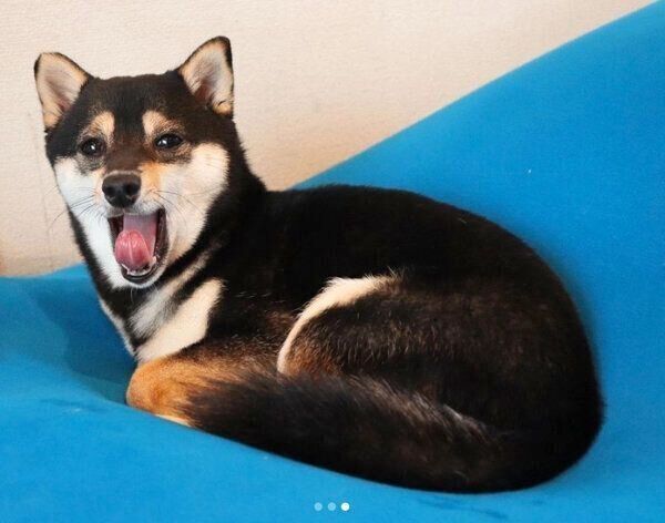 あくびをするあずきちゃん