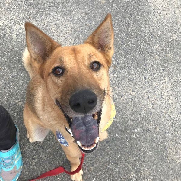 元保護犬・こたろうくん