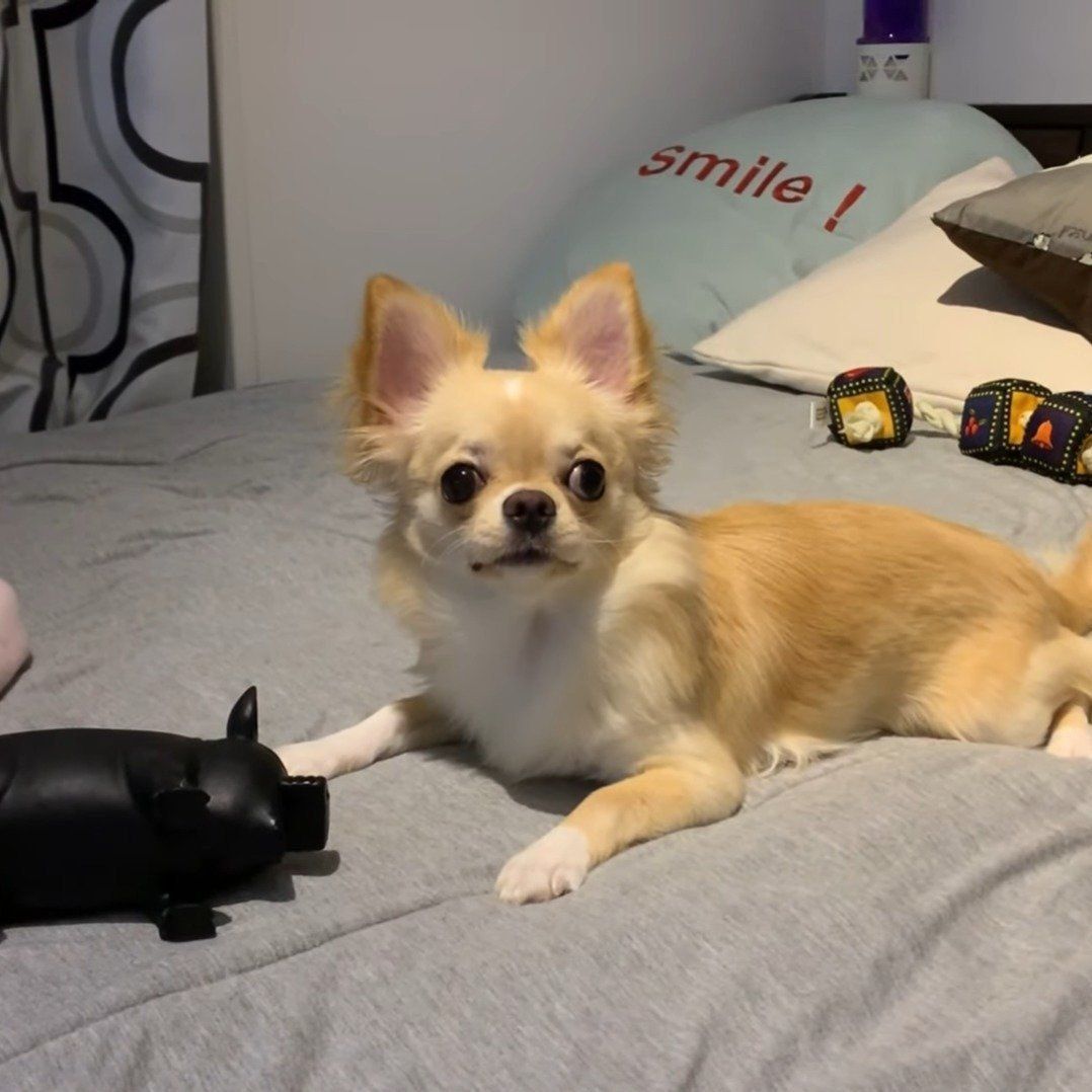 おやつに反応するみるくちゃん