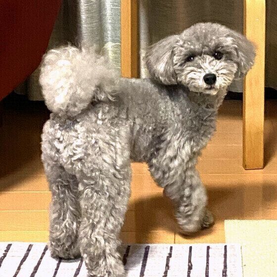 トイ・プードルの周くん