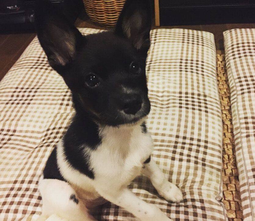 お迎えされた頃の犬 生後3カ月頃