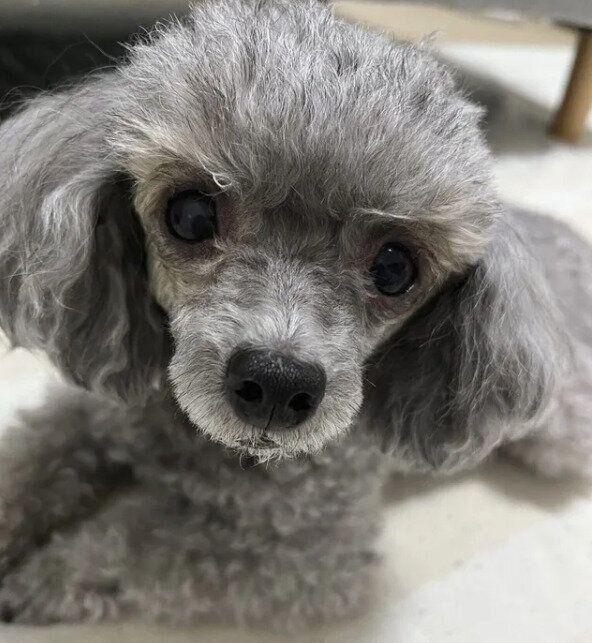 カメラを見つめるくぅちゃん