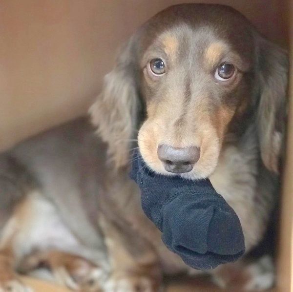 靴下を奪うハルくん