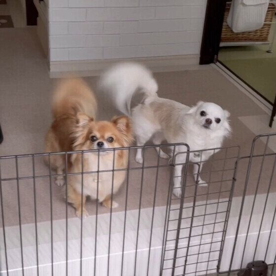 めめか  チワワ ママの入院中