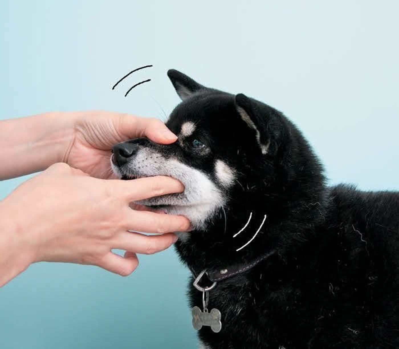 歯ブラシを見ただけで逃げる愛犬 歯磨きはまず 指磨き から いぬのきもちweb Magazine 歯ブラシを見ただけで逃げる愛犬 歯磨きはまず 指磨き から いぬのきもちweb Magazine