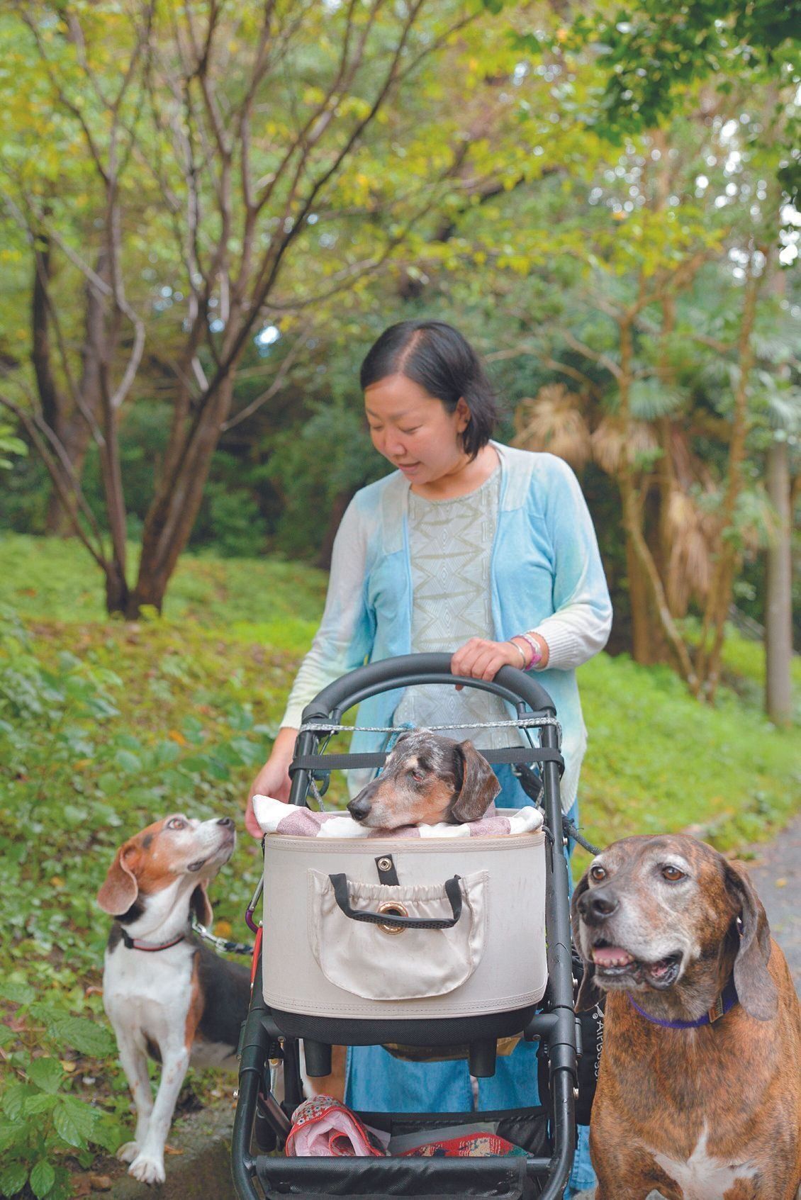 散歩はいつも３頭いっしょに。パルくんお気に入りの場所では、カートから降りて少し歩いて、においをかいだりします