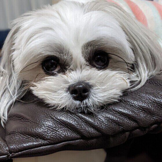 Mix（雑種）小型犬のラルちゃん