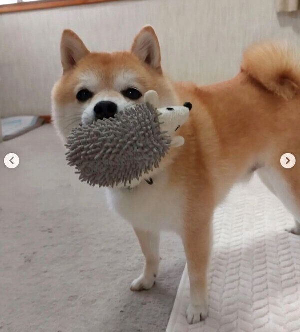 おもちゃをくわえる豆助くん