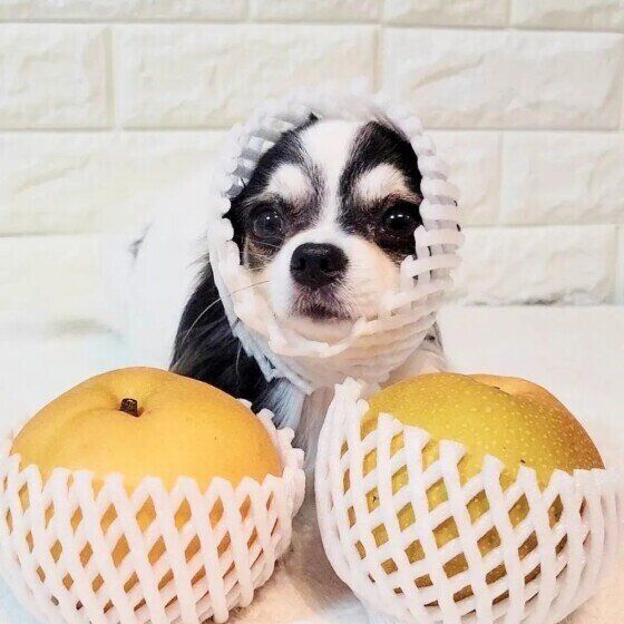 2個の梨のうしろに、梨のネットを頭にかぶったチワワ