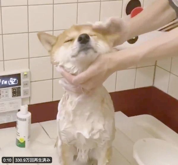 お風呂に入るりんご郎くん