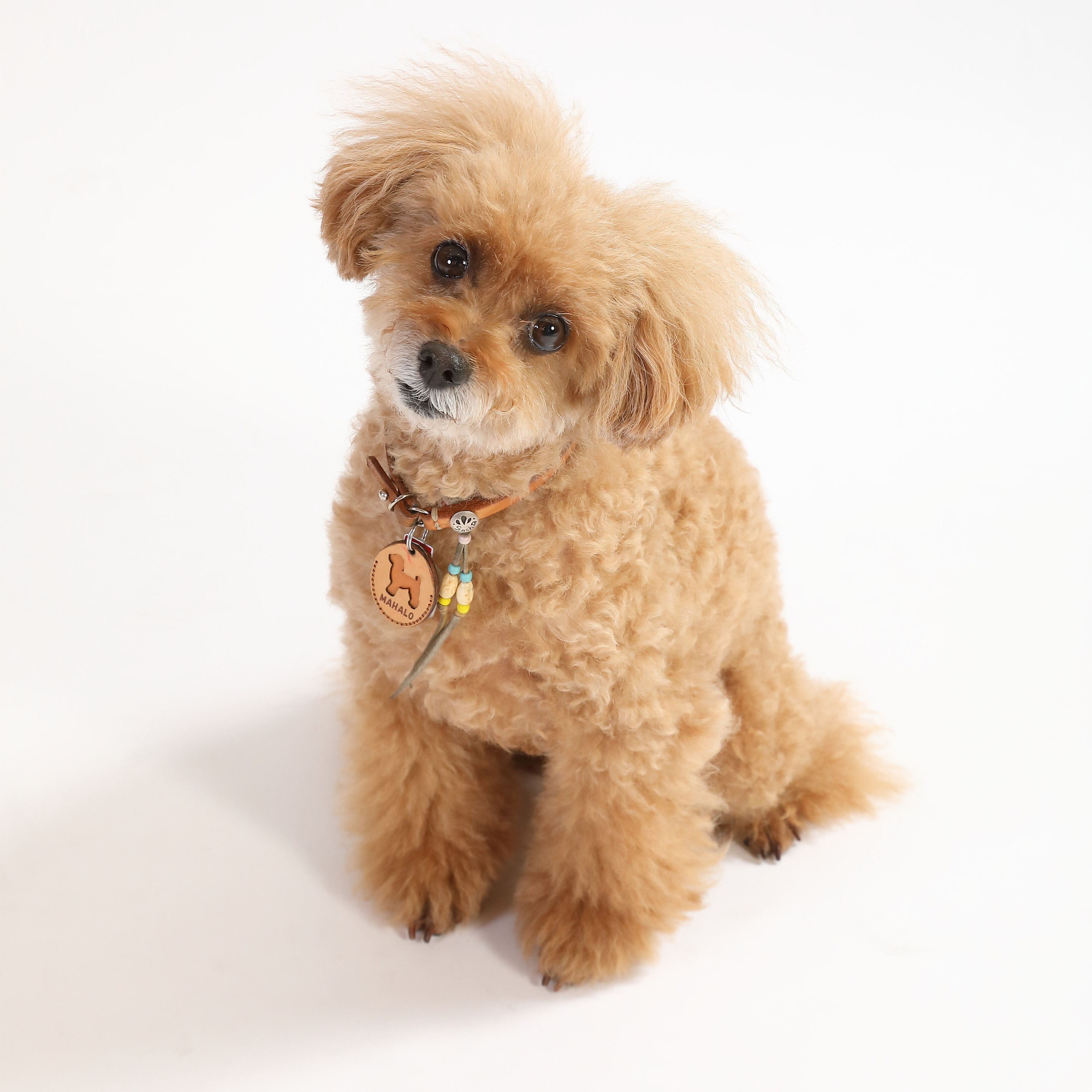 指示に首をかしげるのは？