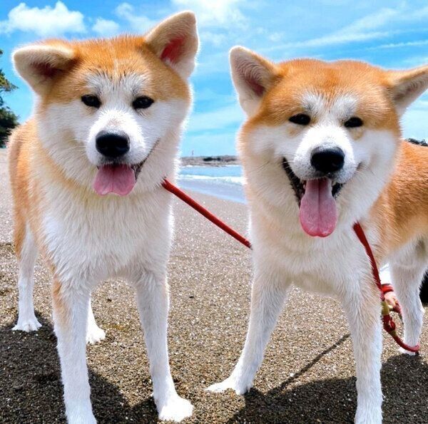 お散歩を楽しむよたろうくん、みつきちゃん