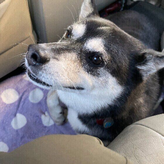 少量でも犬の命が危険な 植物 野菜 葉や花粉 生けた水にも注意が必要 いぬのきもちweb Magazine