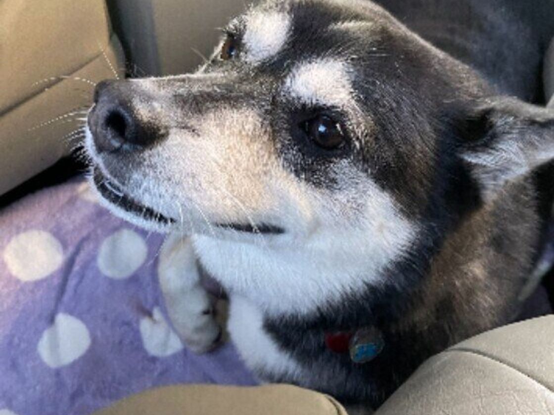 少量でも犬の命が危険な 植物 野菜 葉や花粉 生けた水にも注意が必要 いぬのきもちweb Magazine 少量でも犬の命が危険な 植物 野菜 葉や花粉 生けた水にも注意が必要 いぬのきもちweb Magazine