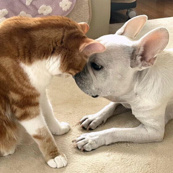 おでこをくっつけて甘え合う犬と猫