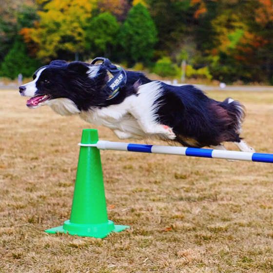 なんで?犬種の特性を知っておくべき理由