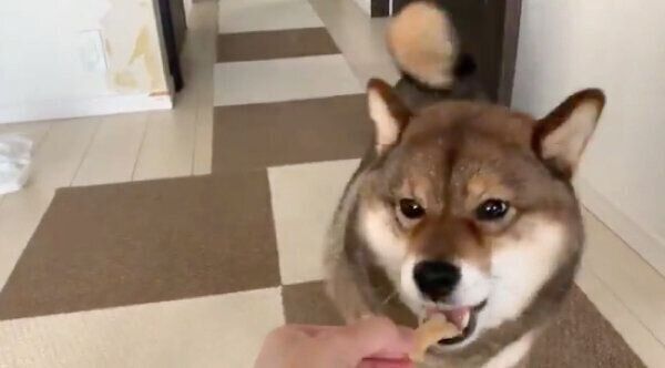 待てをせずにおやつを食べる花ちゃん