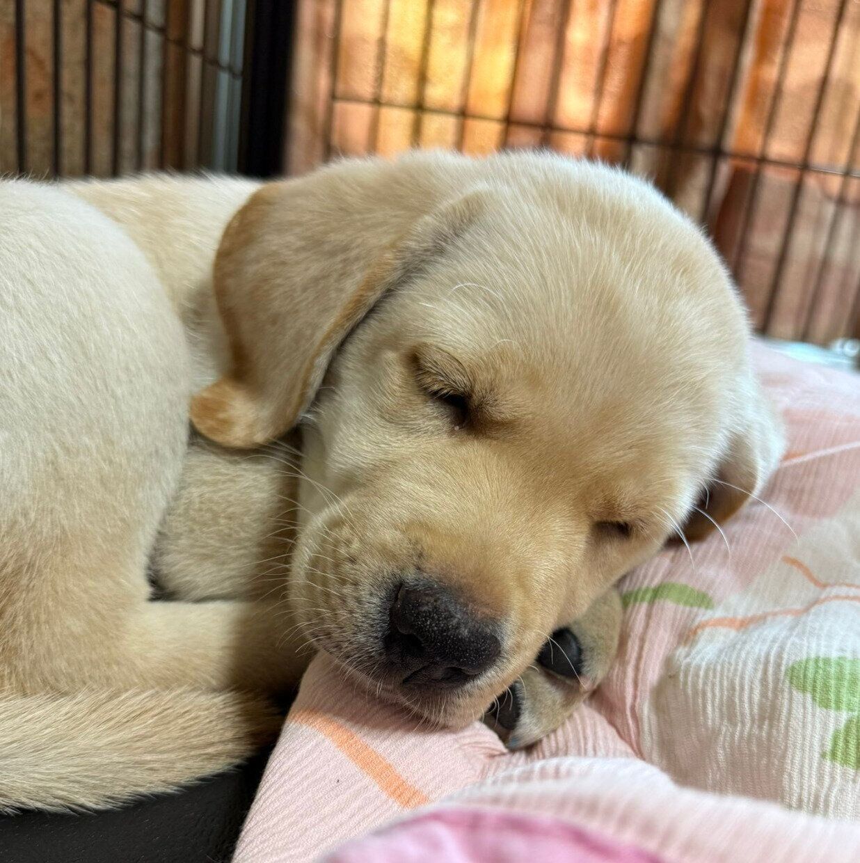 お迎えして1週間ほどのレオくん