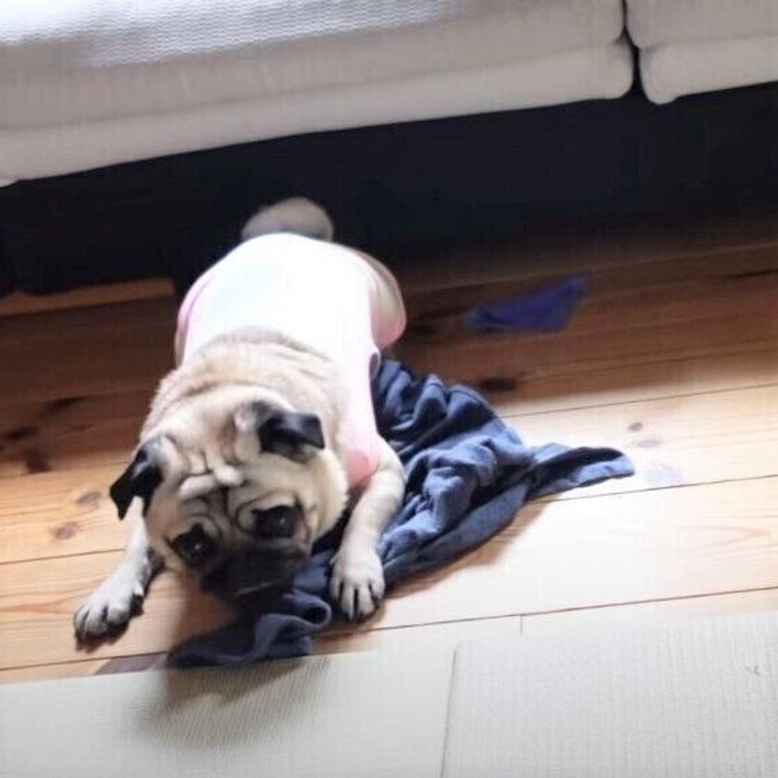 枕カバーに恨みでもあるの 激しく動きまわる姿がかわいすぎるパグ いぬのきもちweb Magazine 枕カバーに恨みでもあるの 激しく動きまわる姿がかわいすぎるパグ いぬのきもちweb Magazine