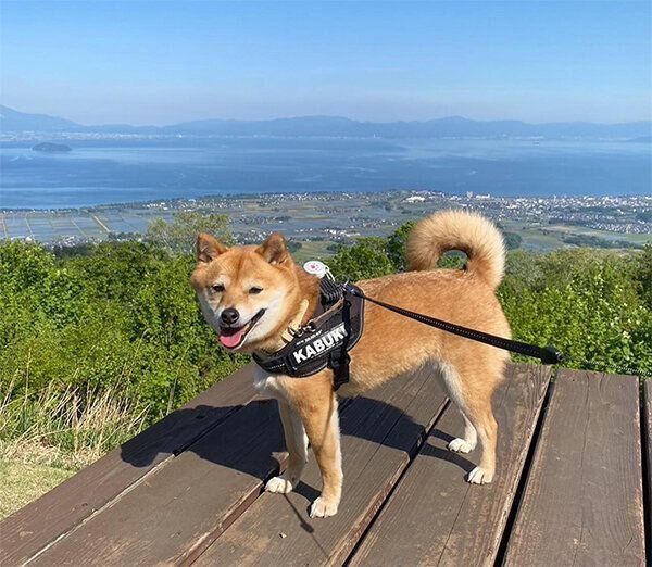 お出かけするかぶきくん