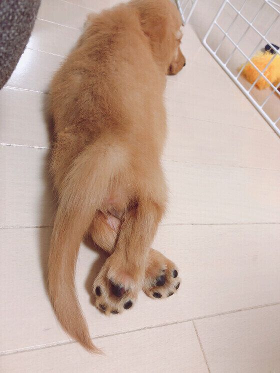 カニーンヘン・ダックスフンド ここちゃん