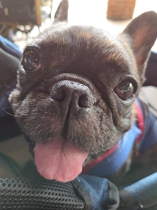 レストランを見つけて嬉しそうな表情をするフレンチ・ブルドッグ