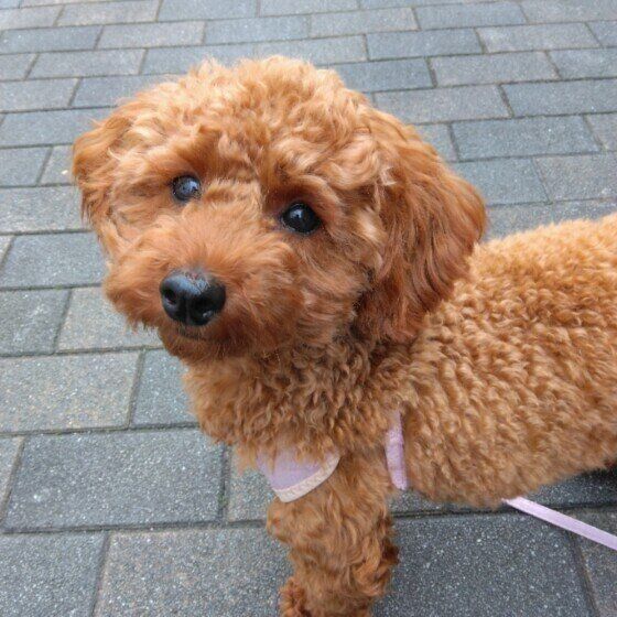 お散歩中のトイ・プードル いぬのきもち 