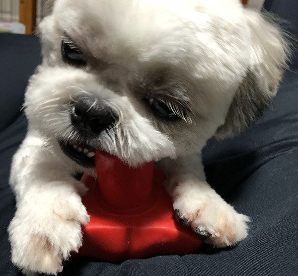 おもちゃで遊ぶシー・ズー