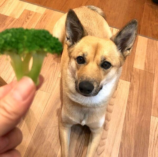 ブロッコリーが大好きなあずきちゃん
