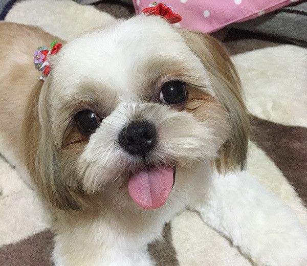 見つめるシー・ズー