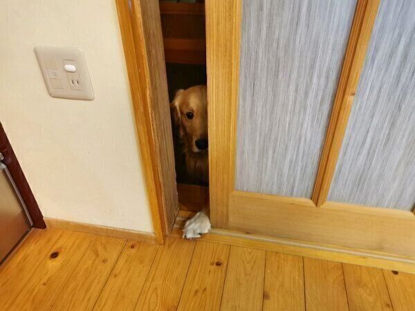 見つめるふぉるてくん