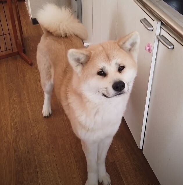 かわいい秋田犬