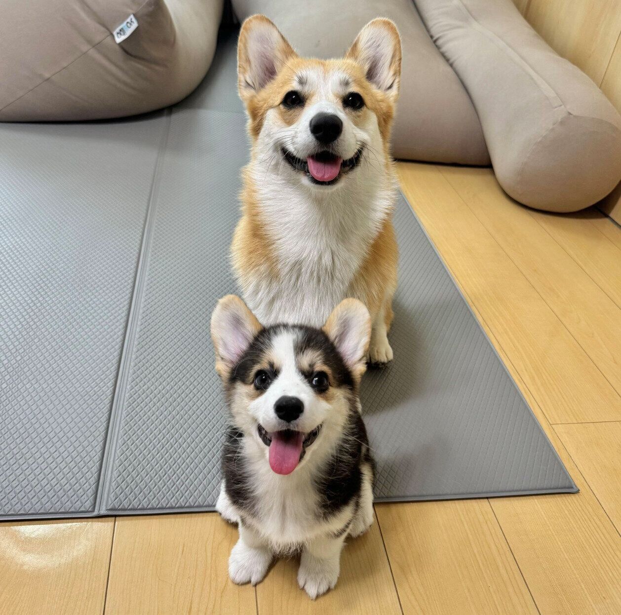 ポルテちゃんと姉犬・コパンちゃん
