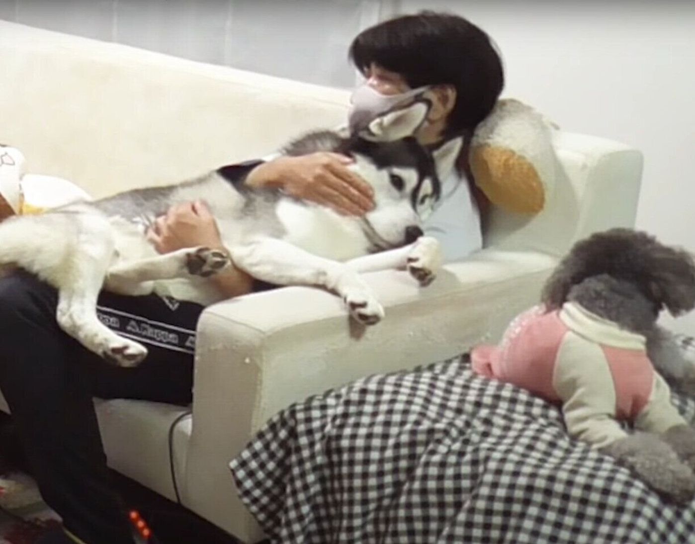体は大きくても甘えたい 抱っこされてとろけちゃうハスキーと それを見てすねちゃうトイ プードル いぬのきもちweb Magazine 体は大きくても甘えたい 抱っこされてとろけちゃうハスキーと それを見てすねちゃうトイ プードル いぬのきもちweb Magazine