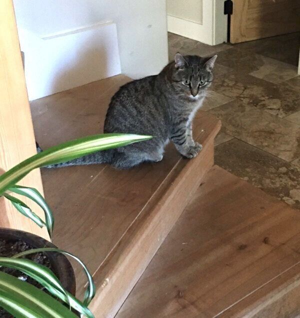 飼い主さんの帰宅を待つネコさん